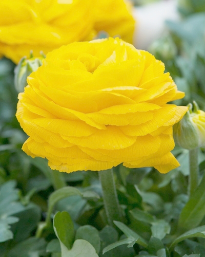 RANUNCULUS YELLOW 100 kusov